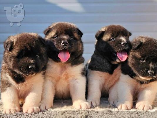 PoulaTo: American Akita, διαθέσιμα κουτάβια